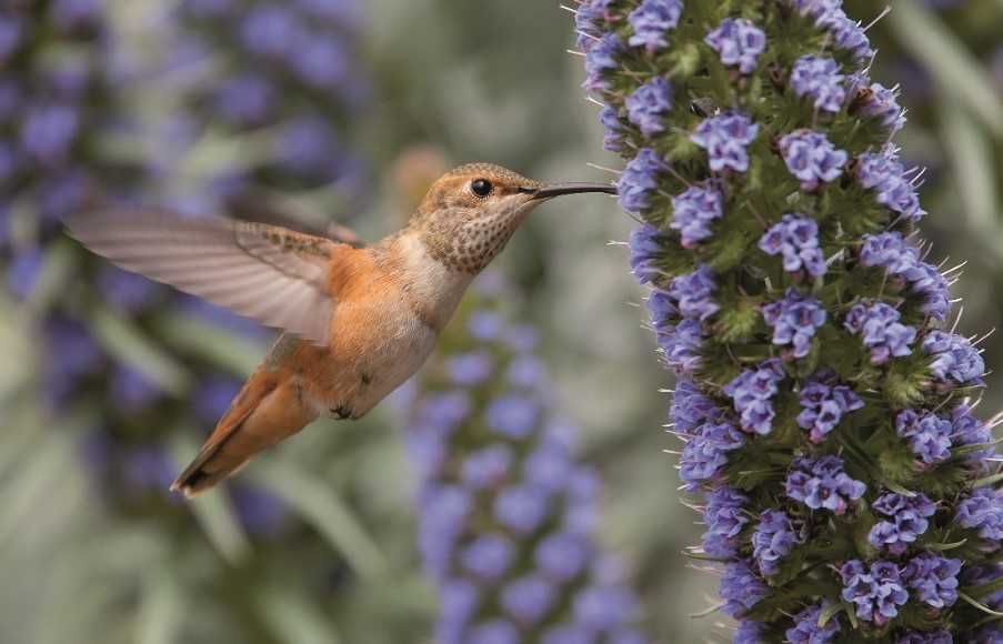 Birdwatching, Madeira