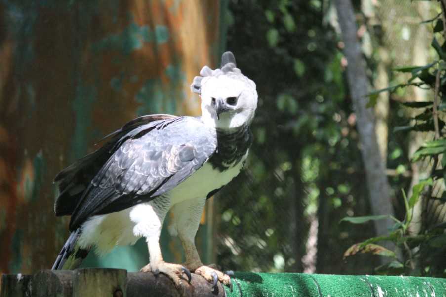 Harpy Eagle