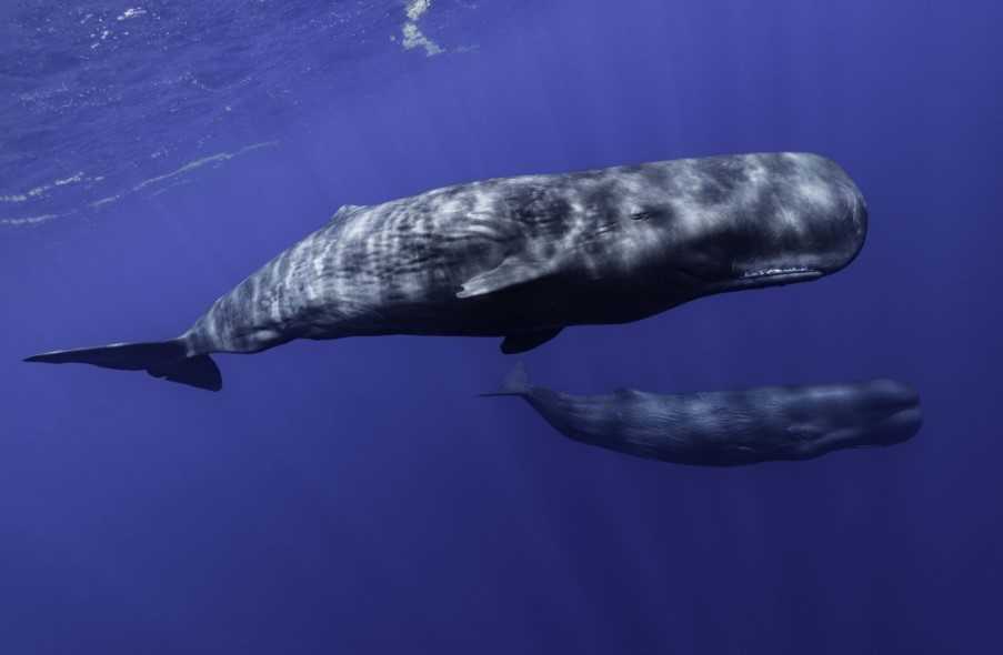 Sperm whales, Dominica