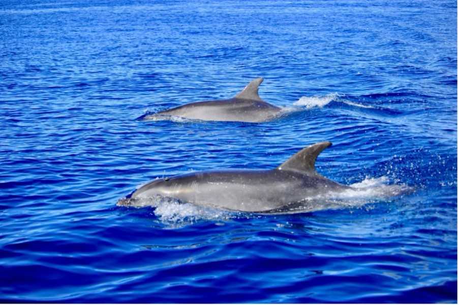 Bottlenose dolphins racing the boat