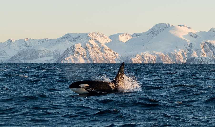 Orca, Arctic Panorama Lodge, Northern Norway