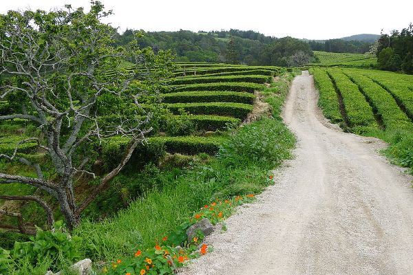 Tea Plantation inThe Azores