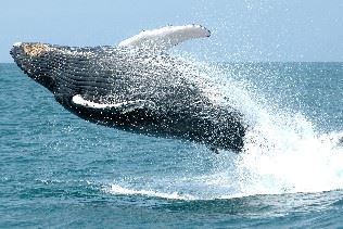 Whale and Dolphing watching