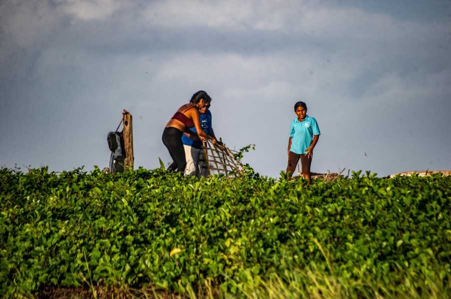 Corocavdo turtle volunteers