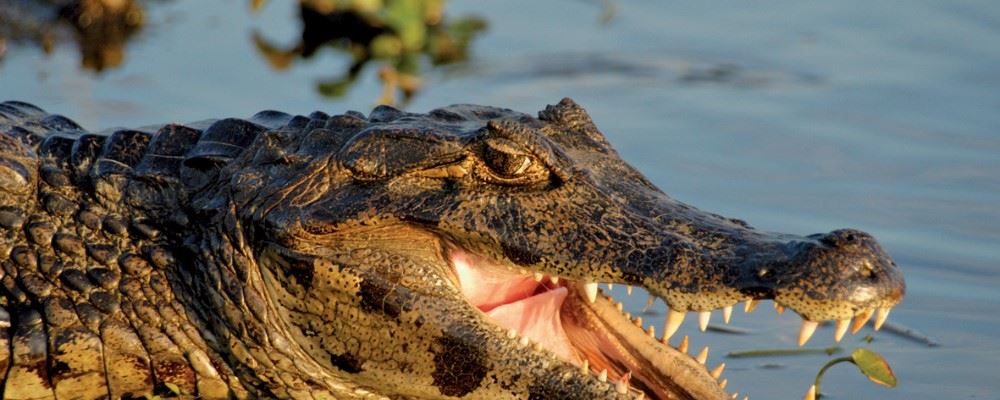 Caiman, Esteros del Ibera, Argentina