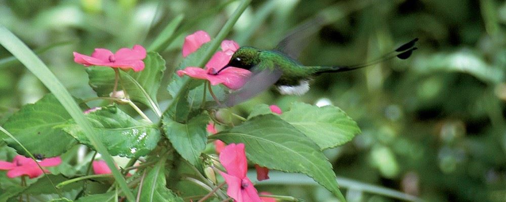 Hummingbird, Costa Rica