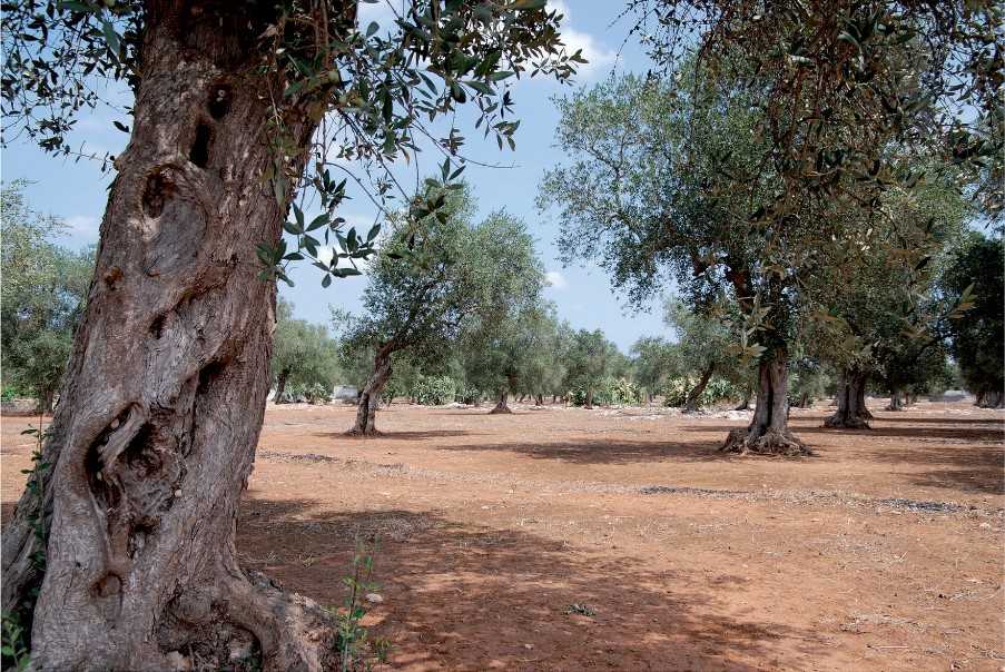 Olive grove, Crete