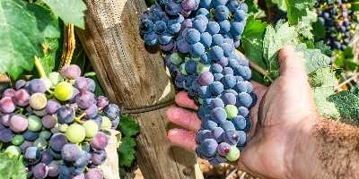 Vineyards