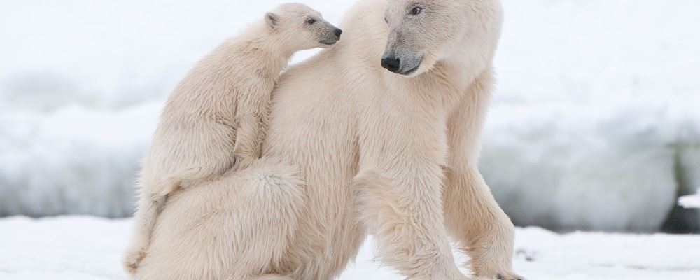 Polar bears in Svalbard, Norway