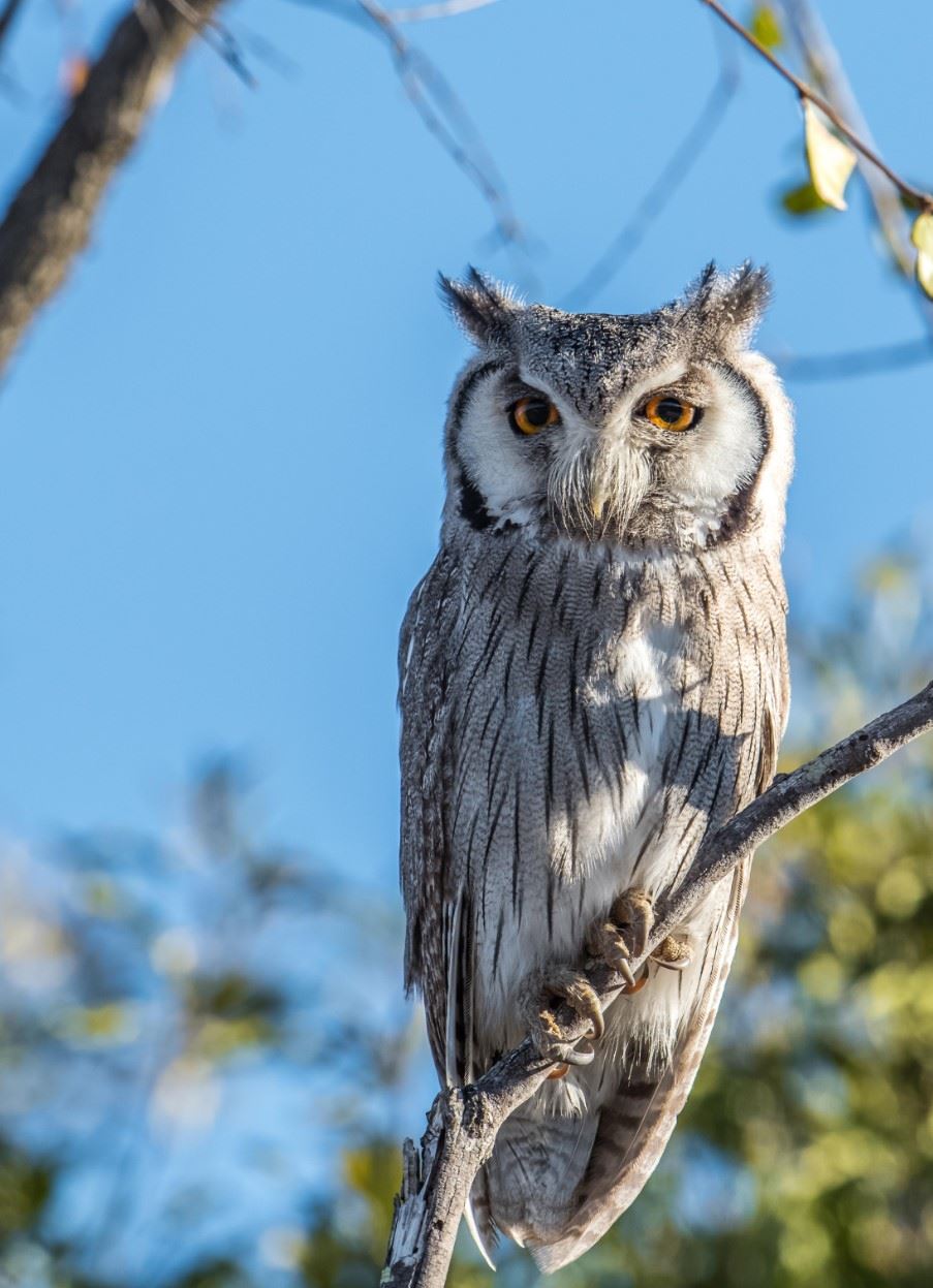 Scoops Owl