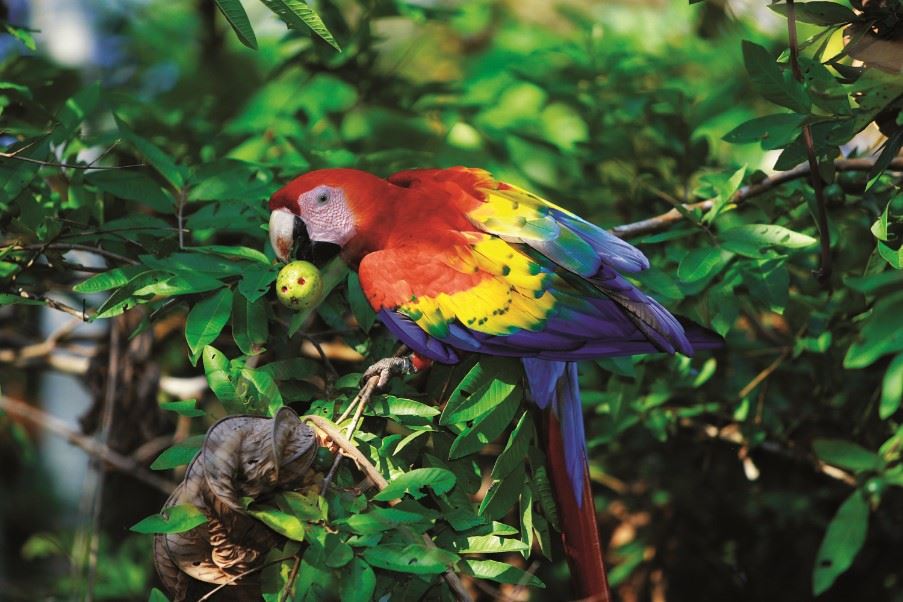 Bird watching tour, Sarapiqui, Costa Rica