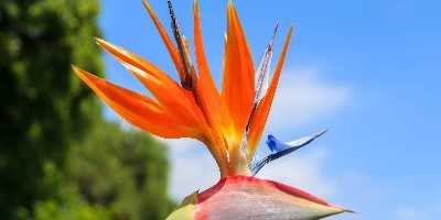 Bird of paradise, Madeira