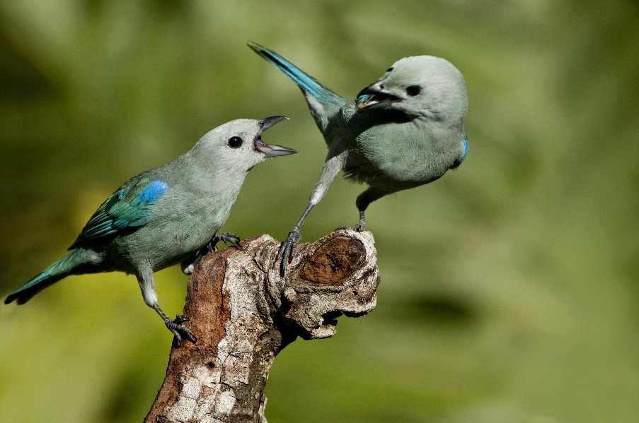 Blue Grey Birds, Soberania National Park