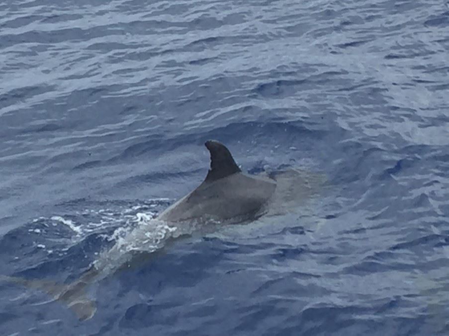 One of many dolphins - up close and personal