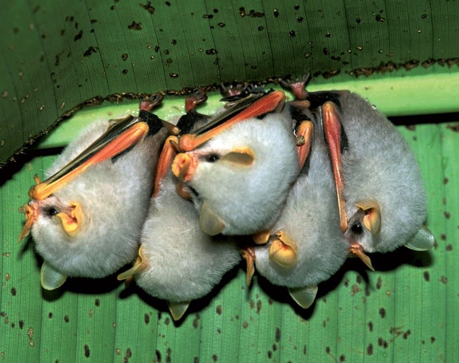 Bats, Costa Rica