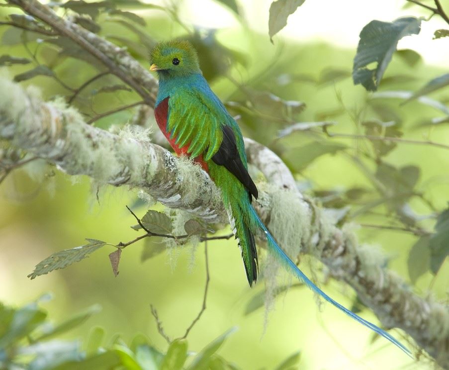 Monteverde Cloud Forest, Costa Rica