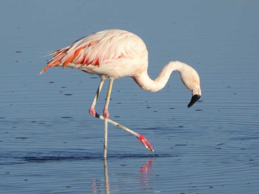 Flamingos on Lake Kerkini 