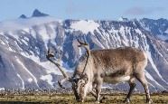 Wild reindeer, Svalbard