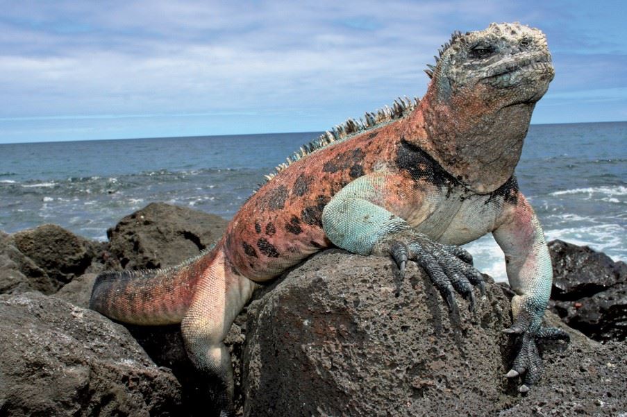 Iguana Galapagos