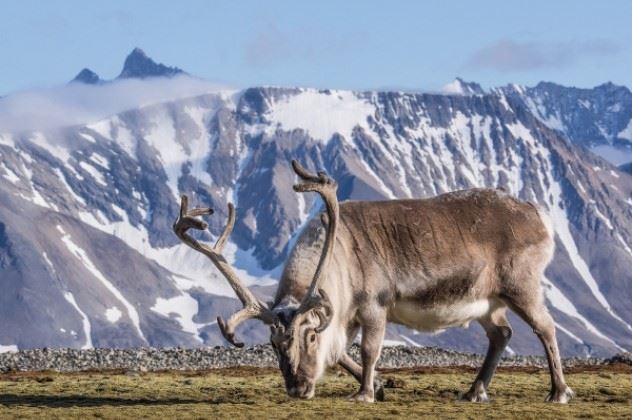 Wild reindeer, Svalbard