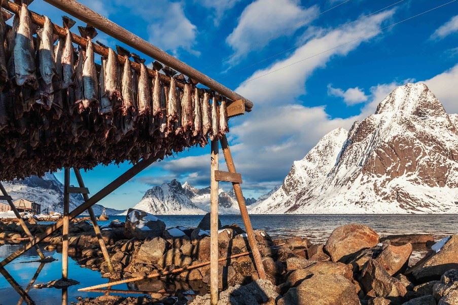 Fish Drying, Lofoten Islands, Norway