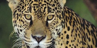 Jaguar, South America
