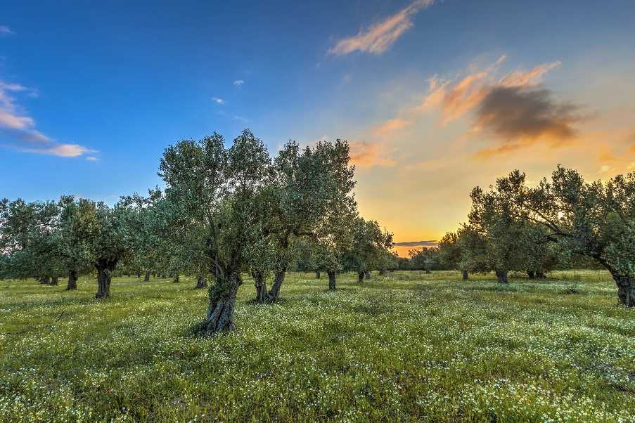 Crete landscape of olive trees