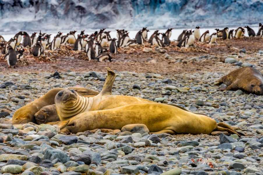Elephant seals and penguins