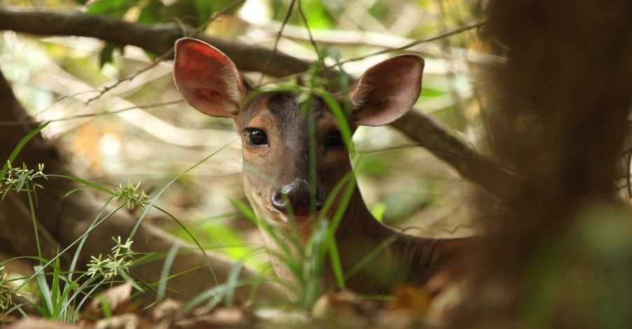 Deer