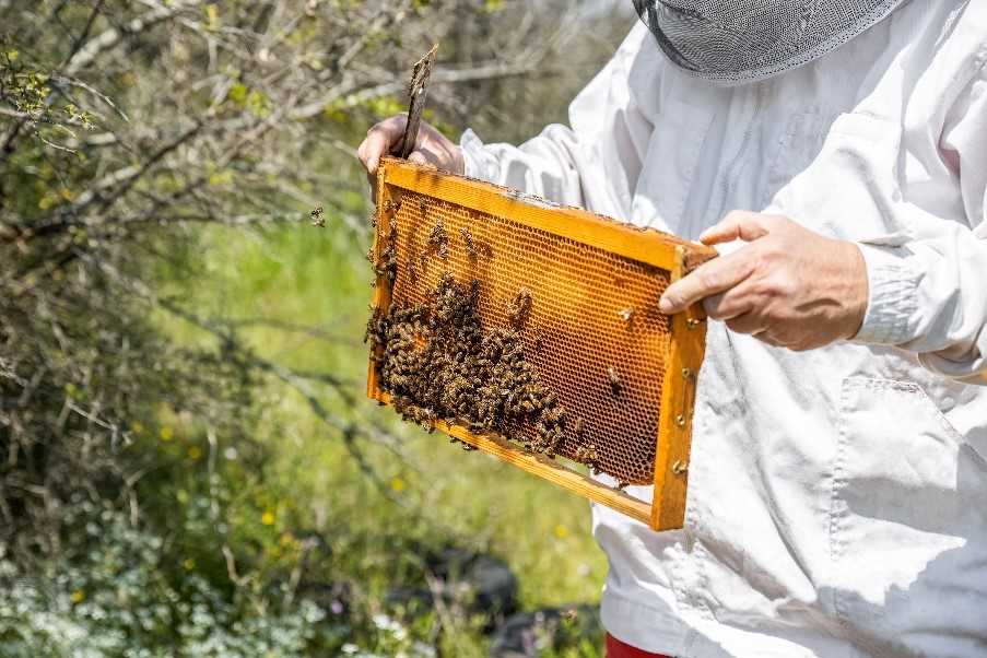 Local bee-keeper