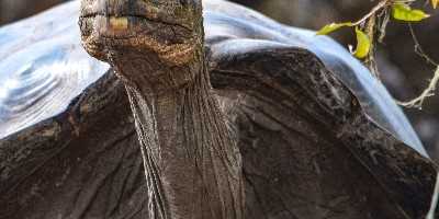 Galapagos Giant Tortoise