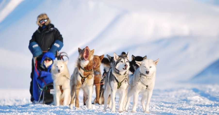 husky sledding