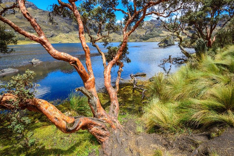 El Cajas National Park