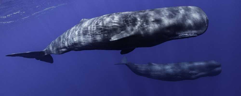Sperm whales, Dominica