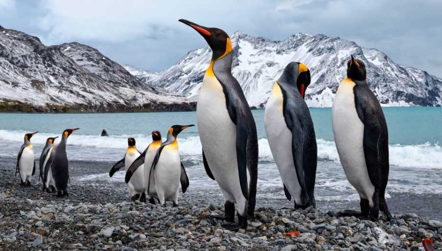 Emperor Penguins