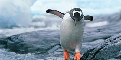 Penguin in Antarctica