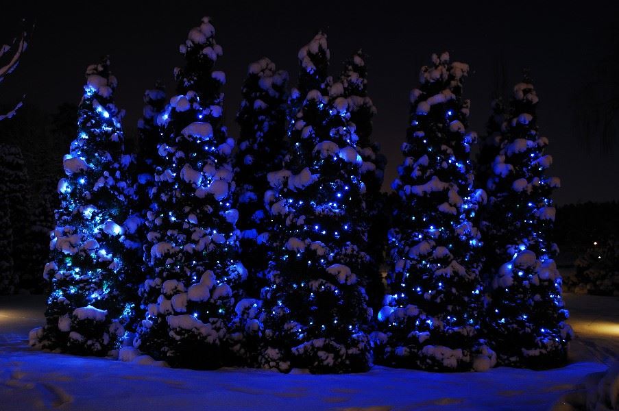 Christmas trees, Malmo