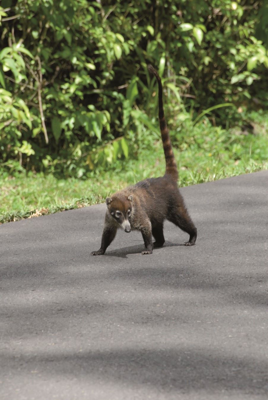 Coati