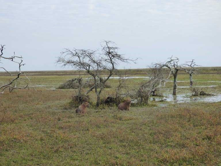 Esteros del Ibera wetlands