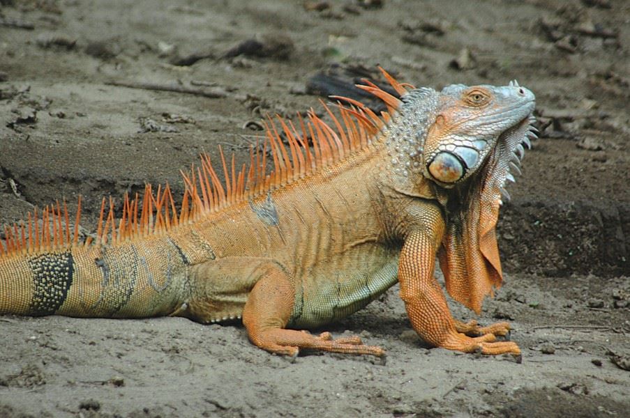 Orange Iguana