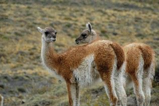 Llamas, Chile