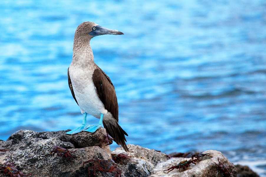 Blue-footed booby