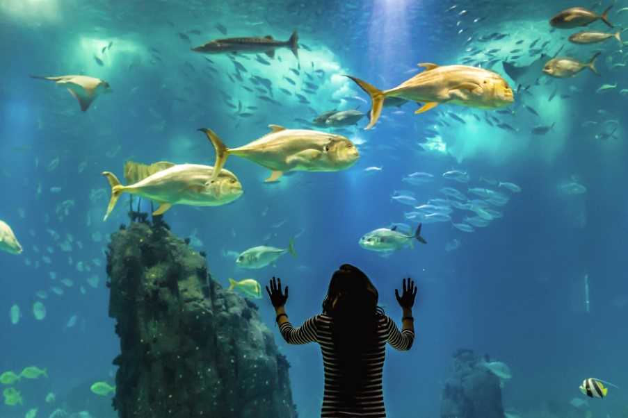 Lisbon Oceanarium