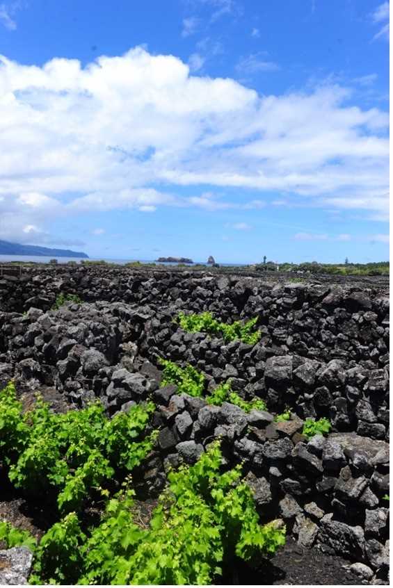 Lava terraces shielding vines