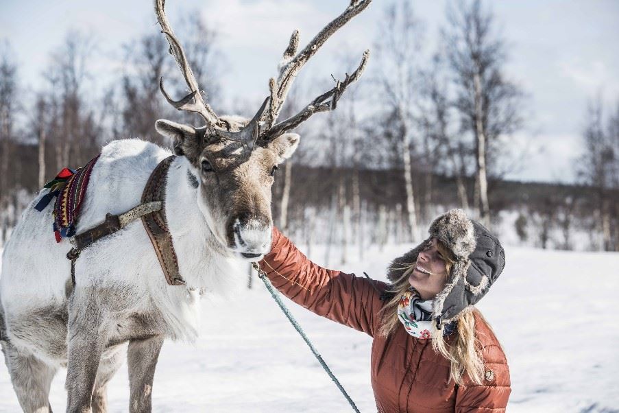 Reindeer sled tour