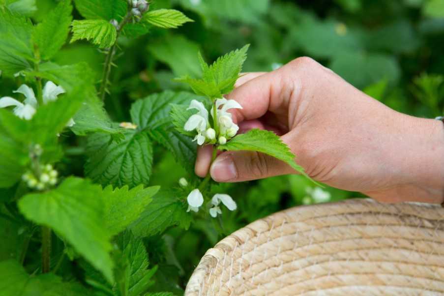 Foraging edible wild plants