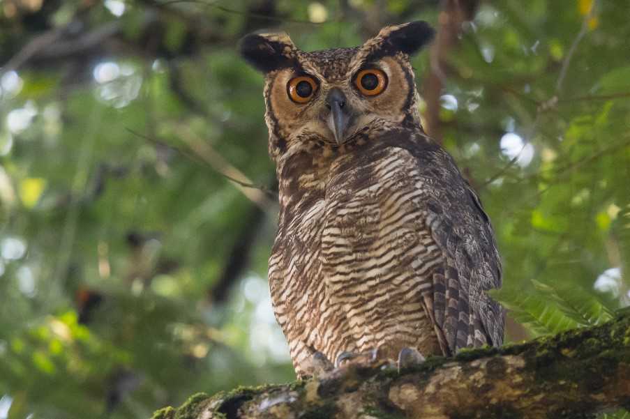Great horned owl