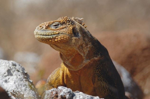 Iguana, Galapagos Islands