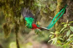 Quetzal, Costa Rica