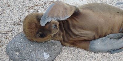 Galapagos Islands